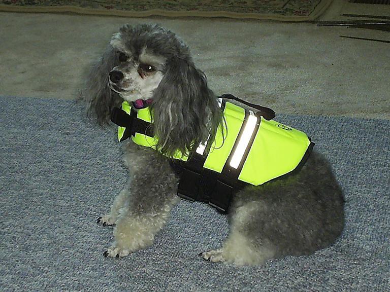 Doggie Lifejackets�