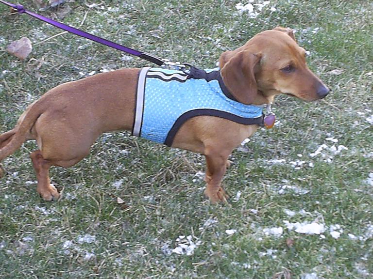 Soft Harness-Summer�