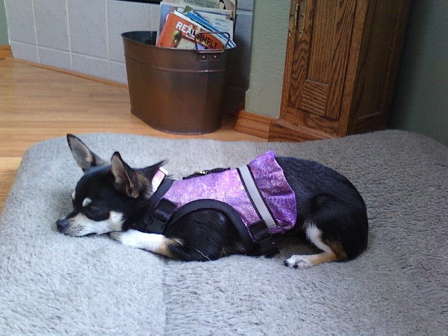 Fashion Soft Harness Spring/Summer