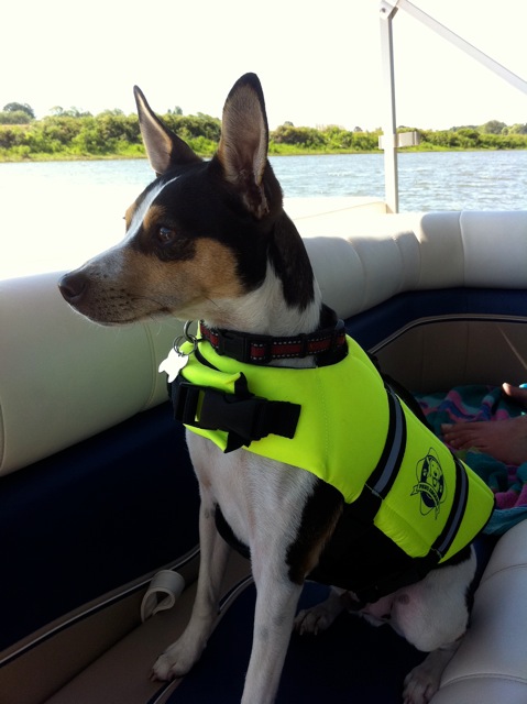 Doggie Lifejackets�
