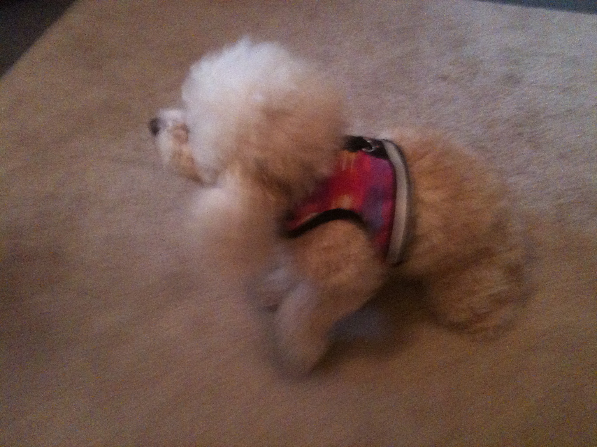 Fashion Soft Harness Fall/Winter